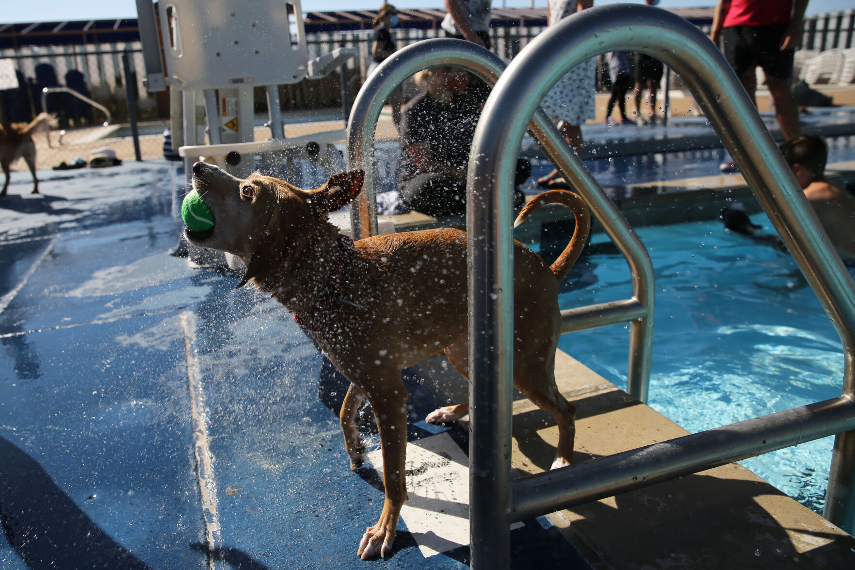 091320-news-dogsplash 30.jpg